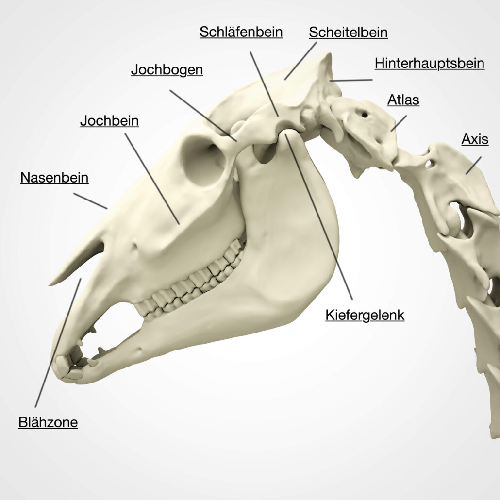 Das Skelett des Pferdekopfes